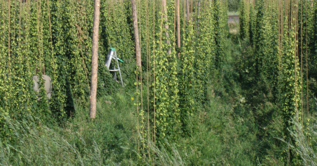 Hop-timizing Your Garden: How To Grow Your Own Hops And Become The Envy Of Your Neighbors