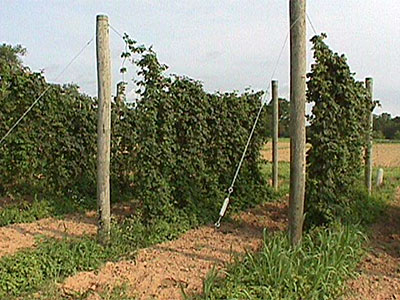 Hop-timizing Your Garden: How To Grow Your Own Hops And Become The Envy Of Your Neighbors